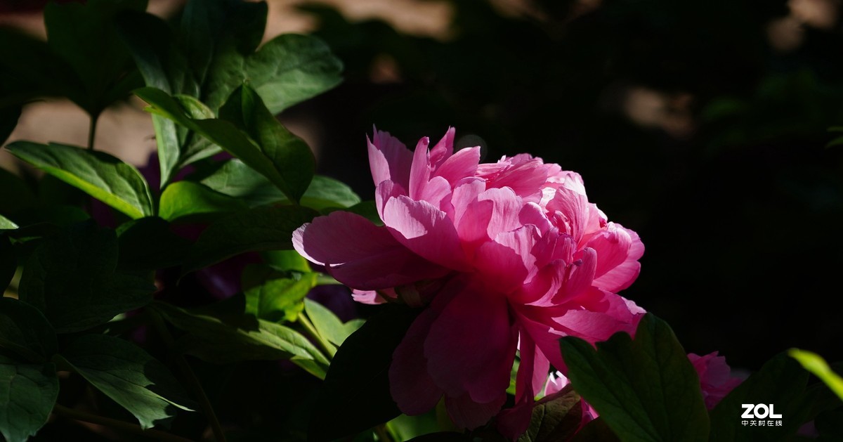 花开富贵---景山公园牡丹花盛开