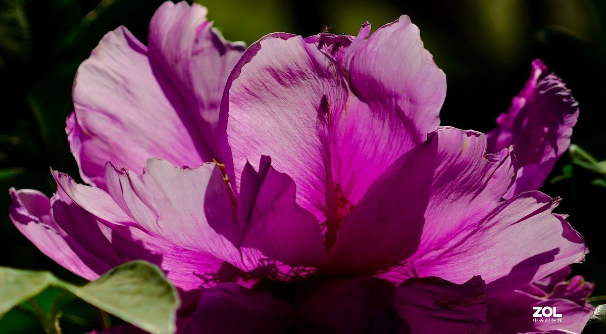 花开富贵---景山公园牡丹花盛开