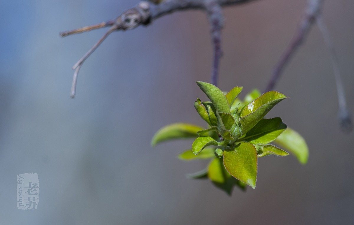 难得小憩，小景随拍--天津河东公园
