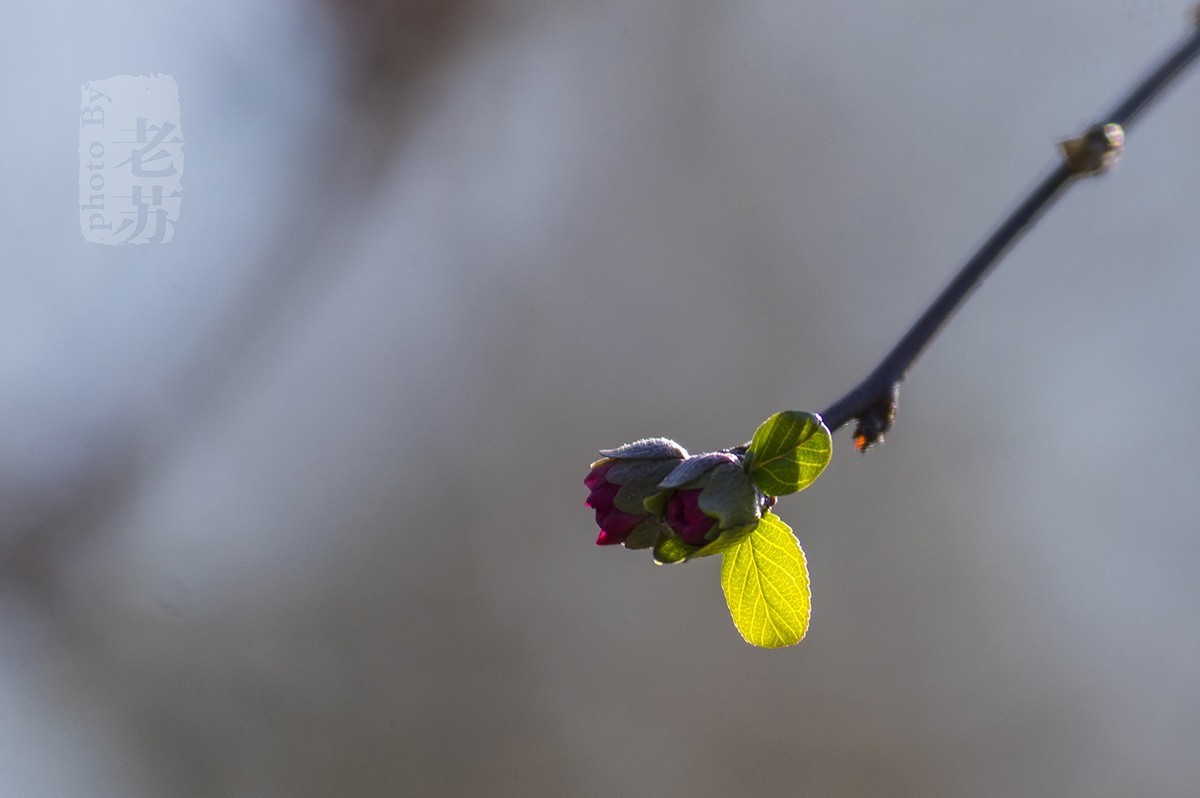难得小憩，小景随拍--天津河东公园