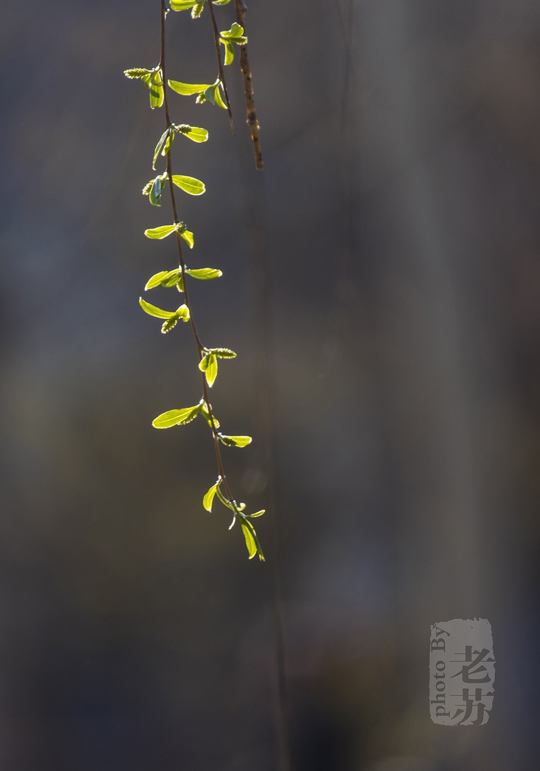 难得小憩，小景随拍--天津河东公园