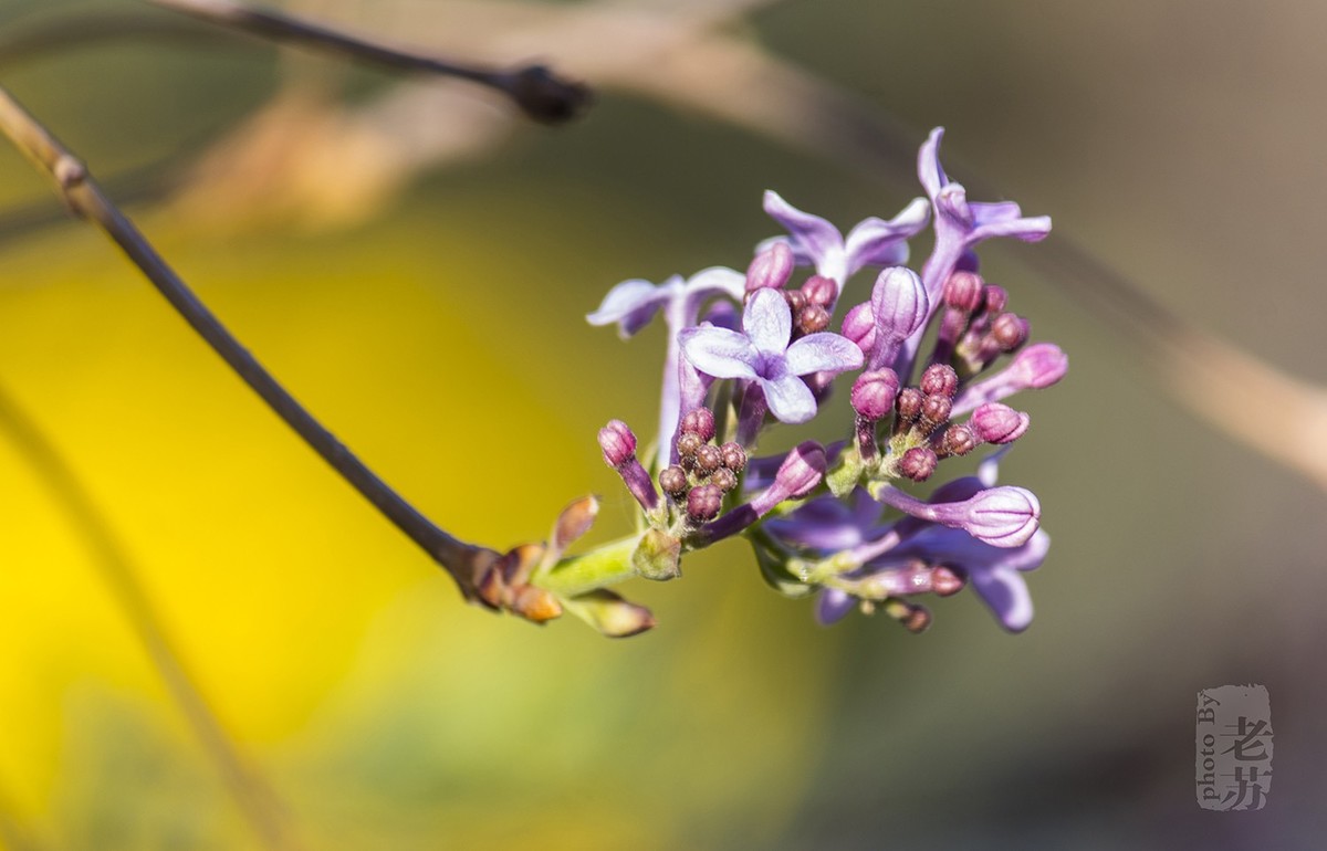 难得小憩，小景随拍--天津河东公园