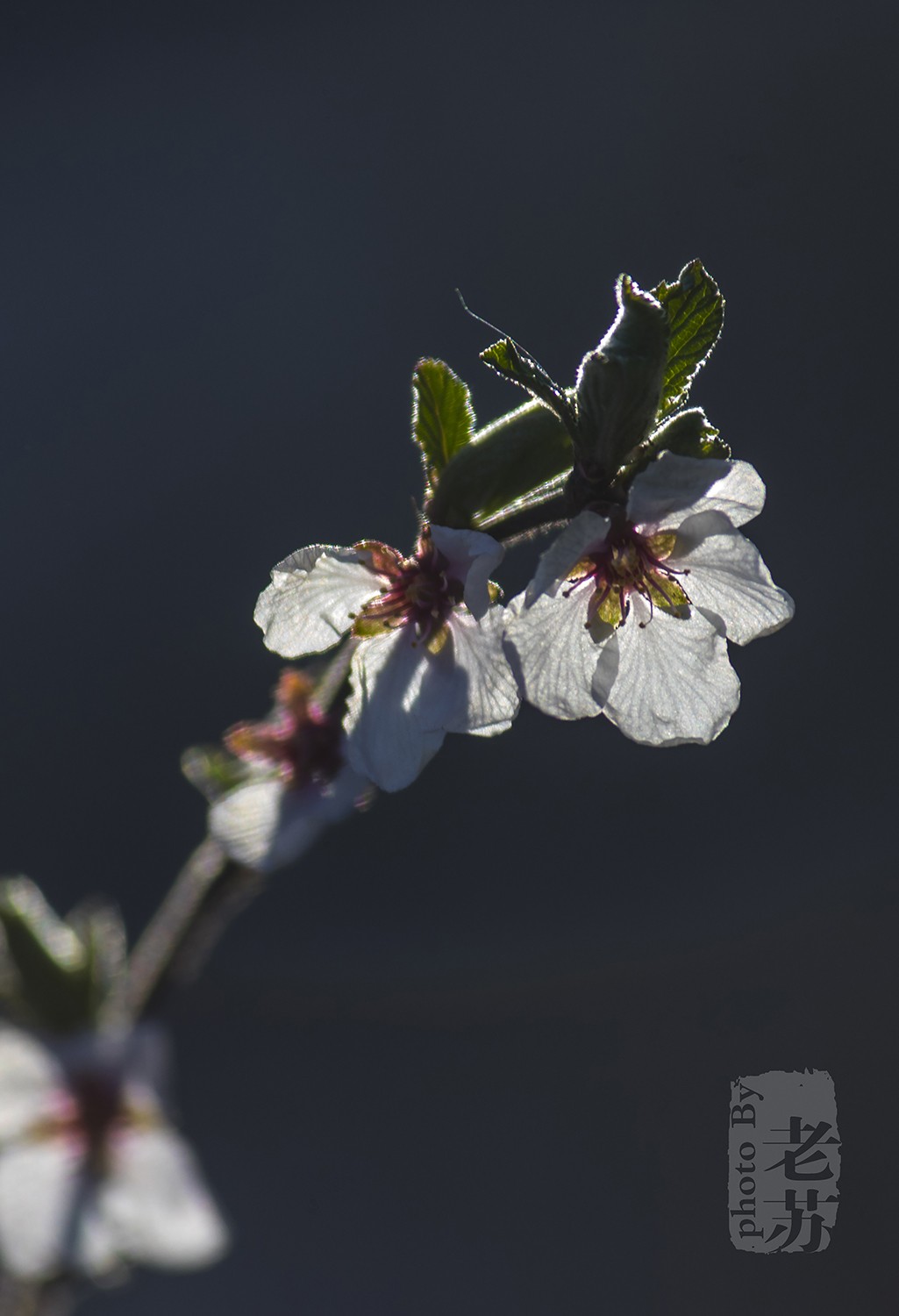 难得小憩，小景随拍--天津河东公园
