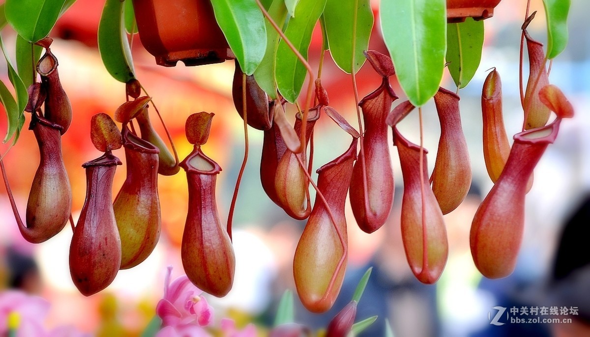 奇花异草之猪笼草