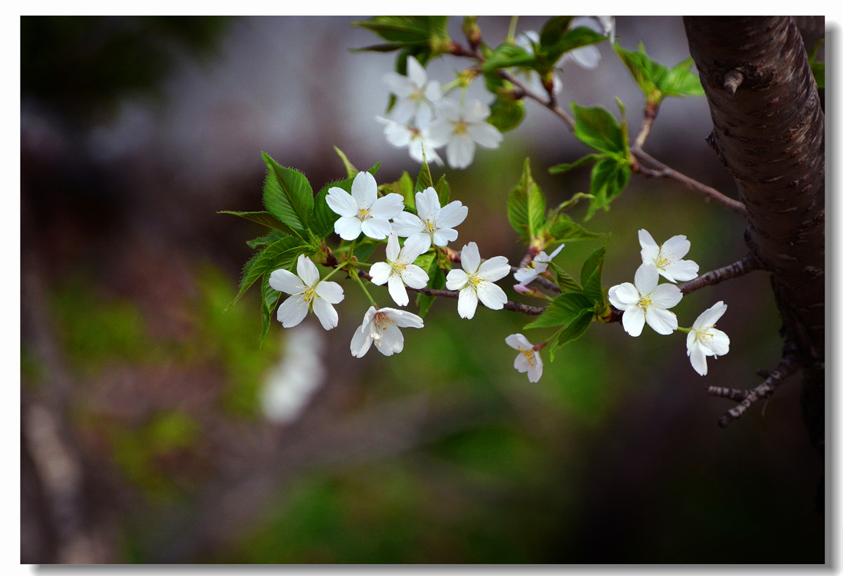 采采清东曲     明眸艳珪玉