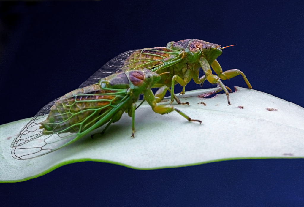 久违了绿色小知了