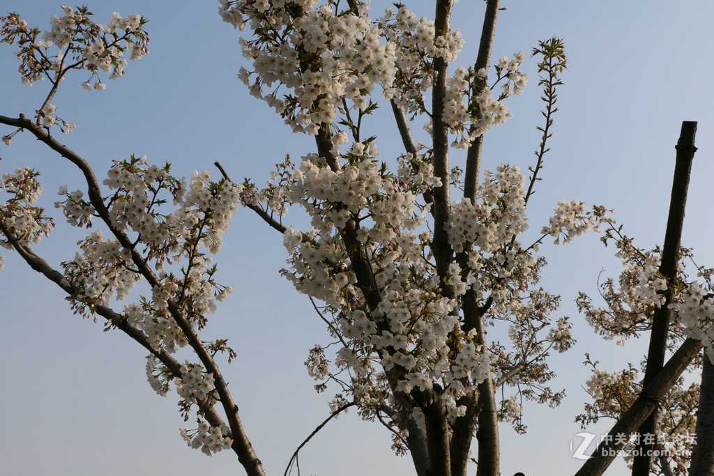 顾村公园的樱花