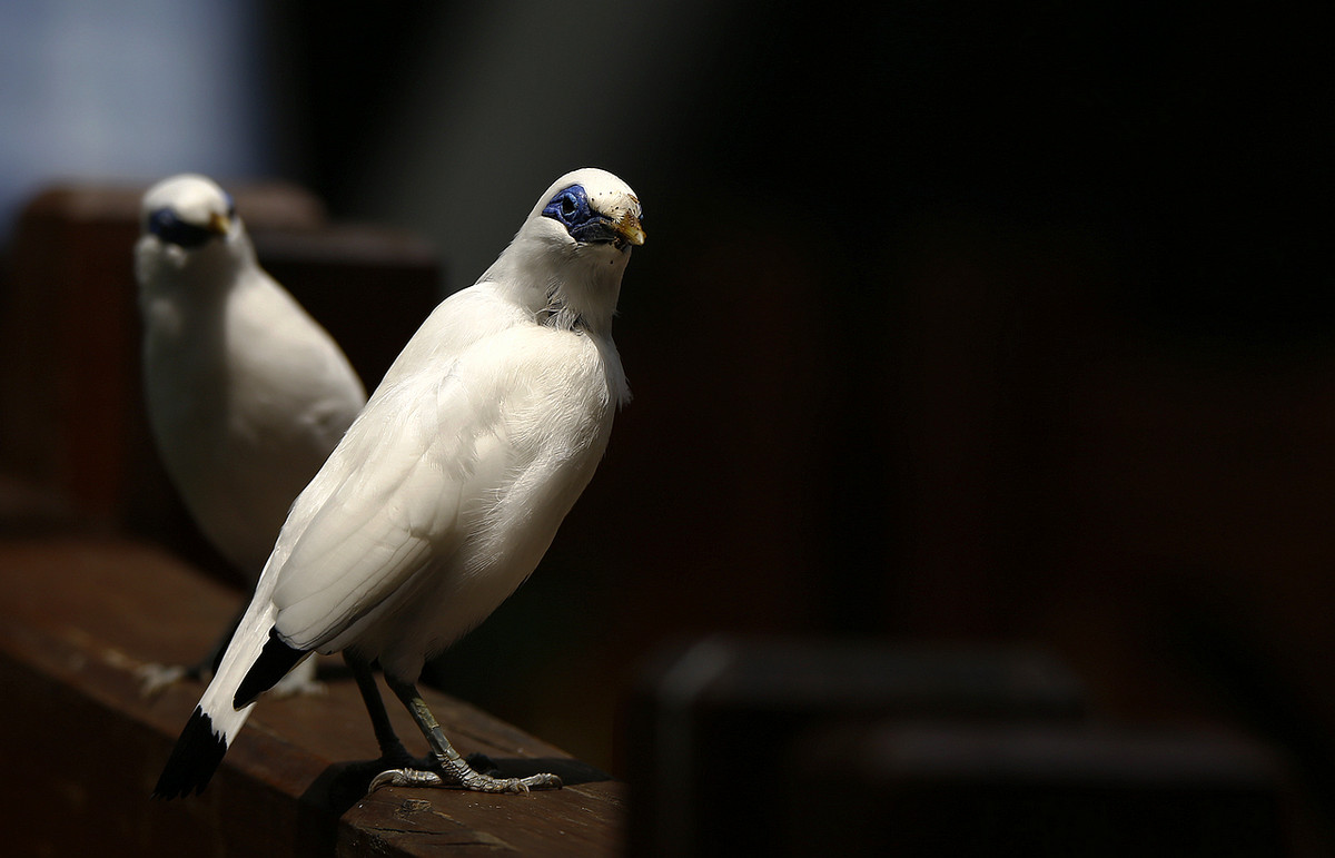 一組觀鳥園的小鳥. 恭賀 ｚ水一方 好友榮任騰龍Ａ011版主