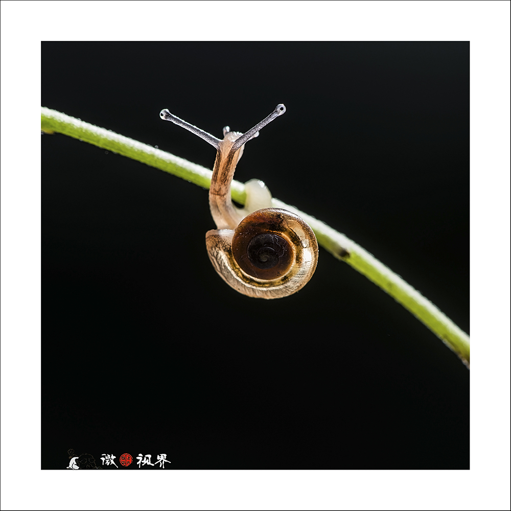 【那些虫儿--拎两只虫看望漏师】