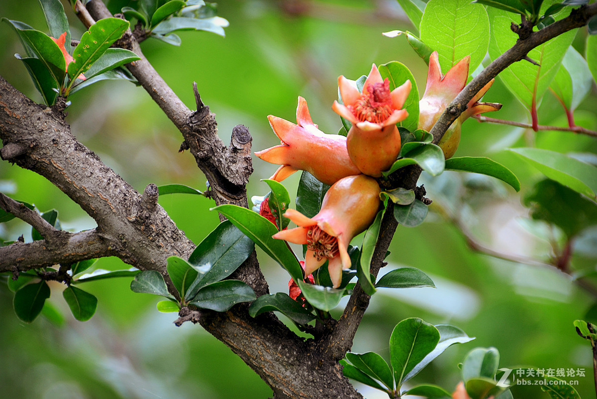 花石榴-中关村在线摄影论坛