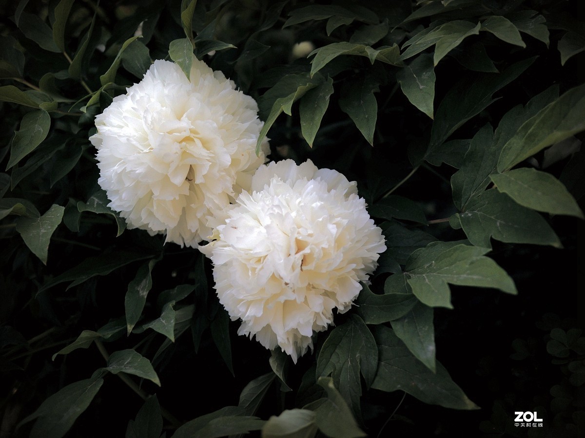 2020 春之景10——白牡丹花（7P），敬请指导！