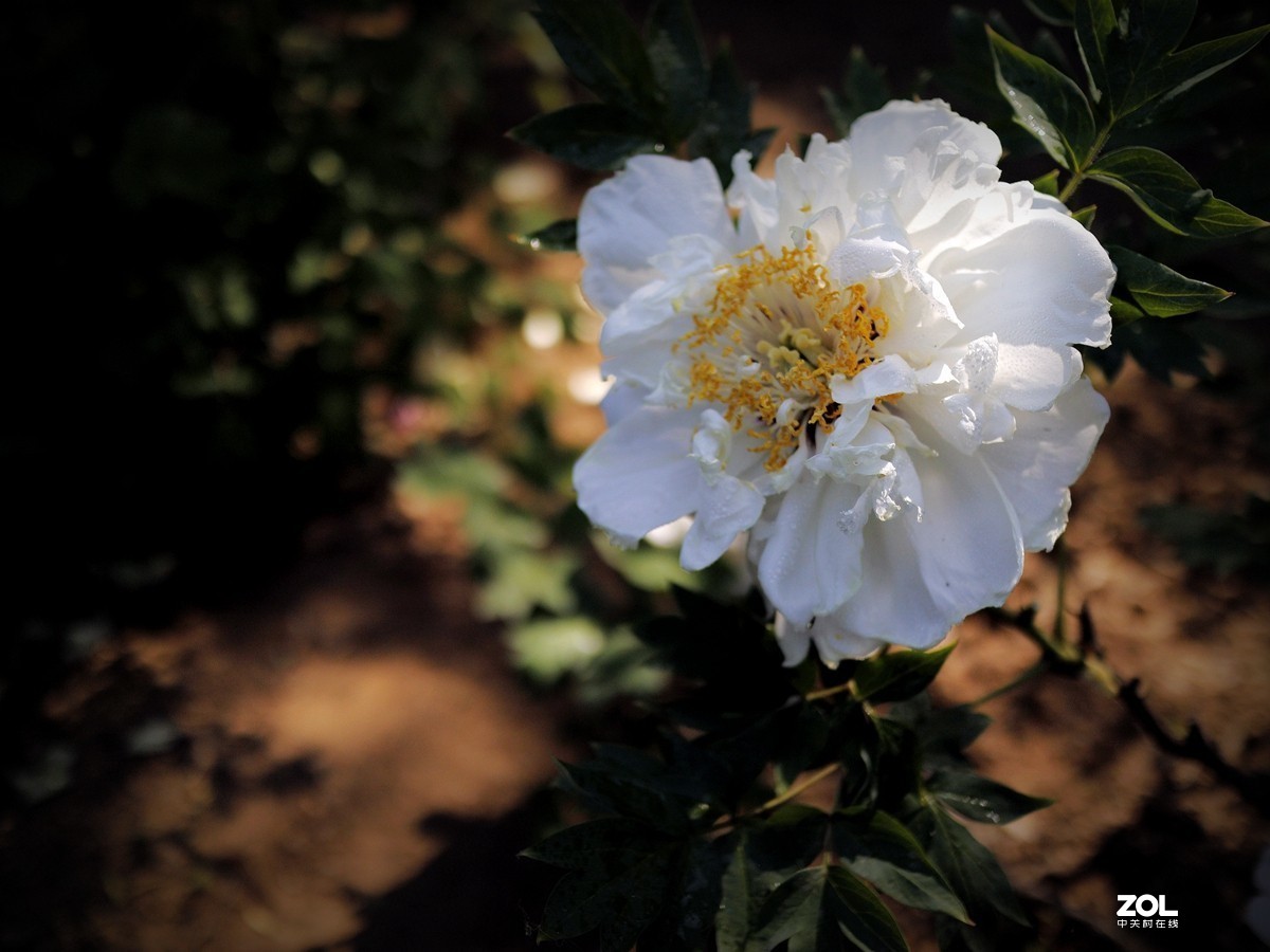 2020 春之景10——白牡丹花（7P），敬请指导！