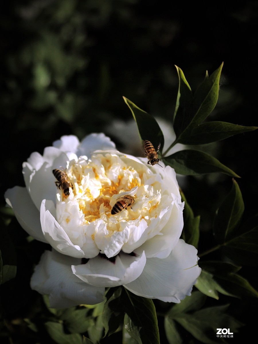 2020 春之景10——白牡丹花（7P），敬请指导！