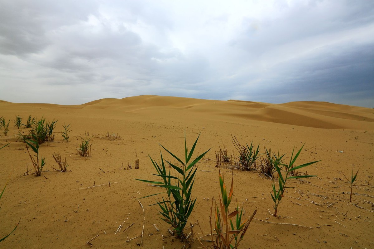* * 塔 里 木 河 * 生 命 之 河 * 母 亲 之 河 **