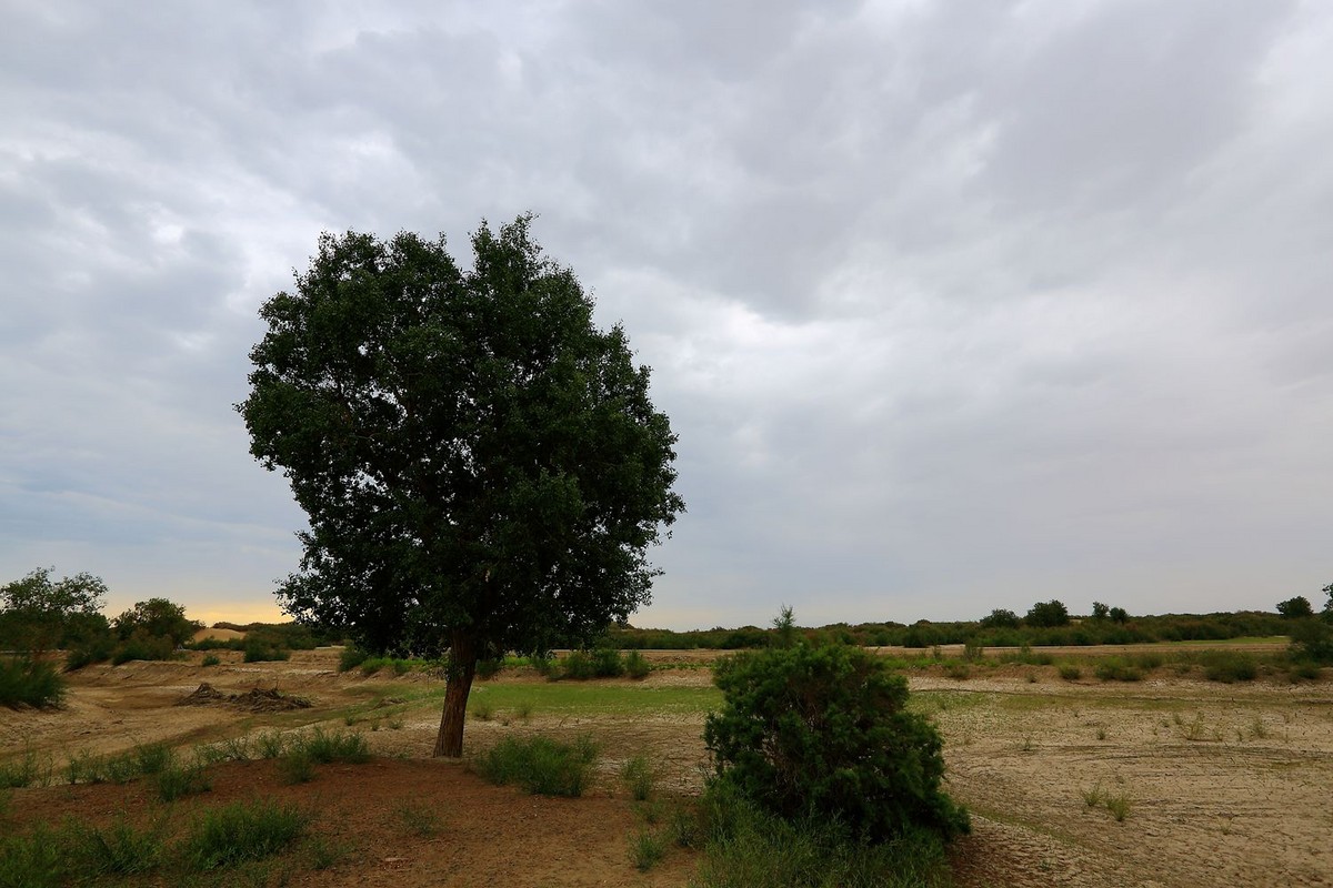 * * 塔 里 木 河 * 生 命 之 河 * 母 亲 之 河 **