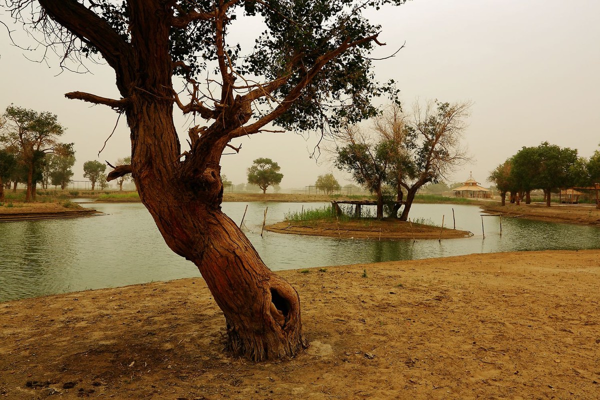 * * 塔 里 木 河 * 生 命 之 河 * 母 亲 之 河 **