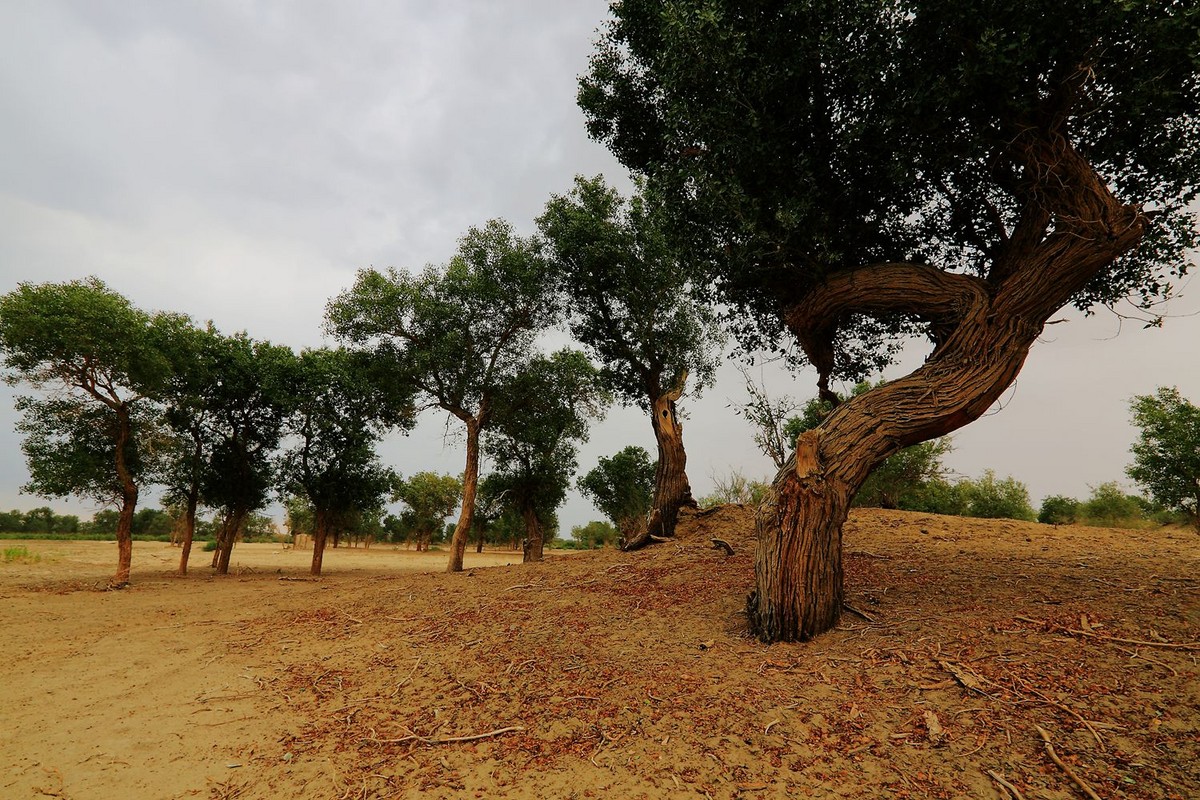 * * 塔 里 木 河 * 生 命 之 河 * 母 亲 之 河 **