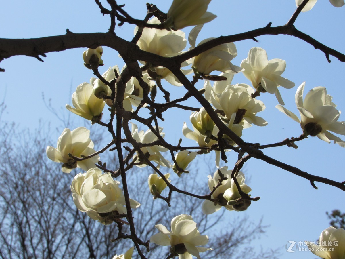 #又是一年春好处#春暖双秀花色美