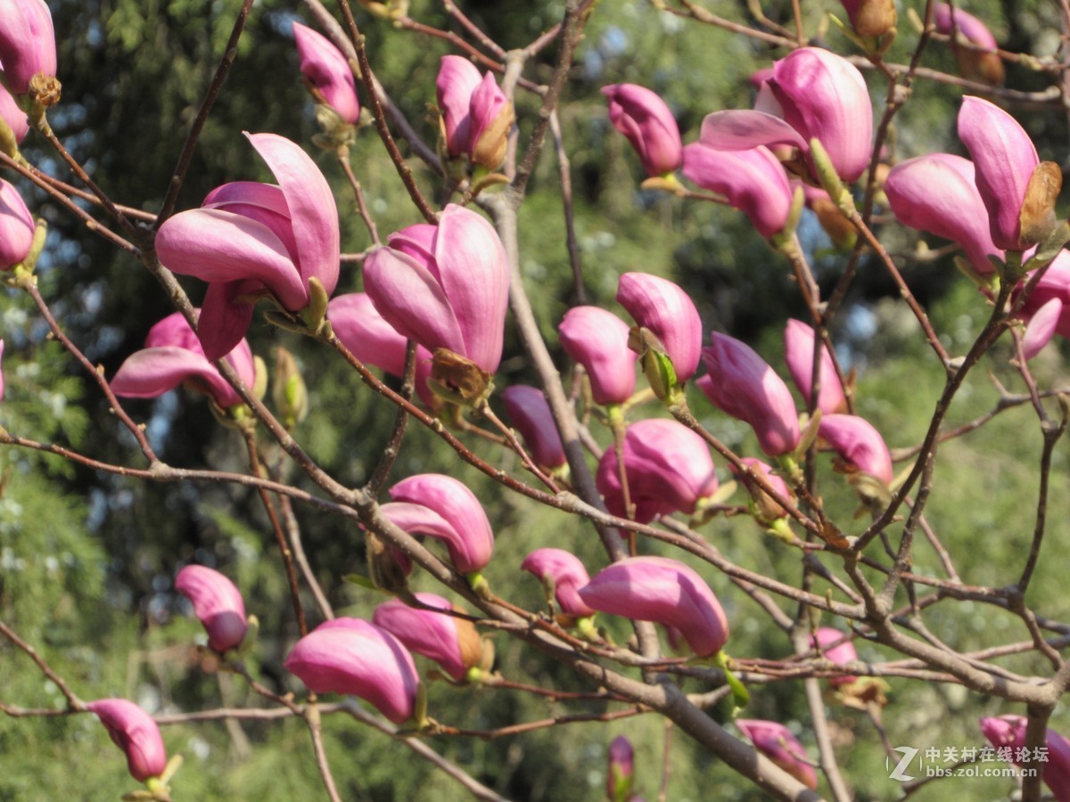 #又是一年春好处#春暖双秀花色美