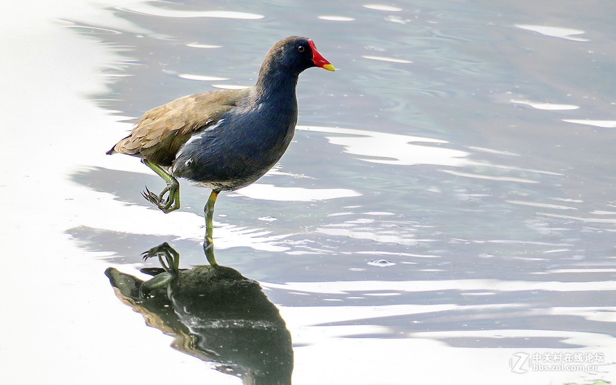 2018年打鳥255水雞