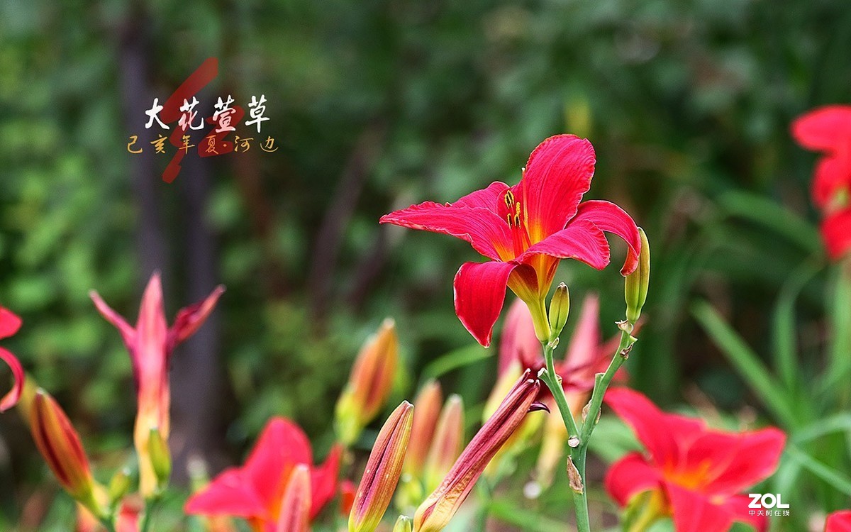 河邊紅萱草