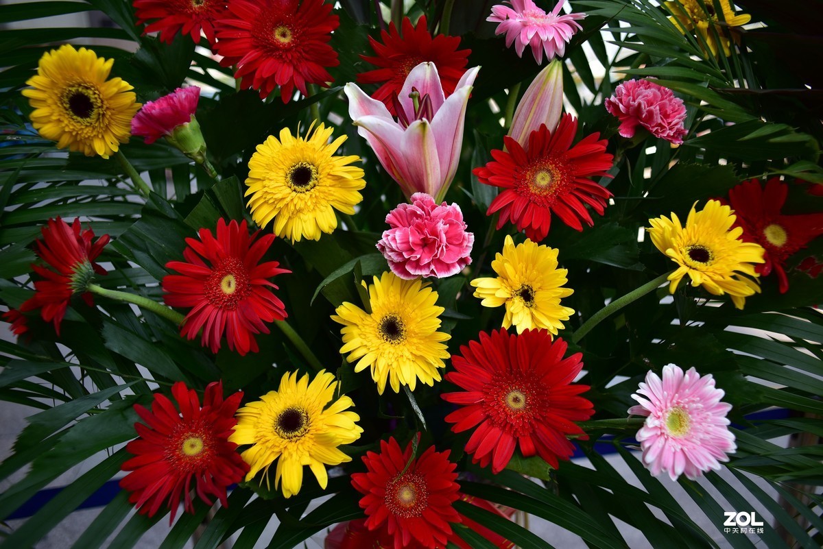 第一次用蔡司镜头，25 2.8，发几张样片，未做任何色彩处理