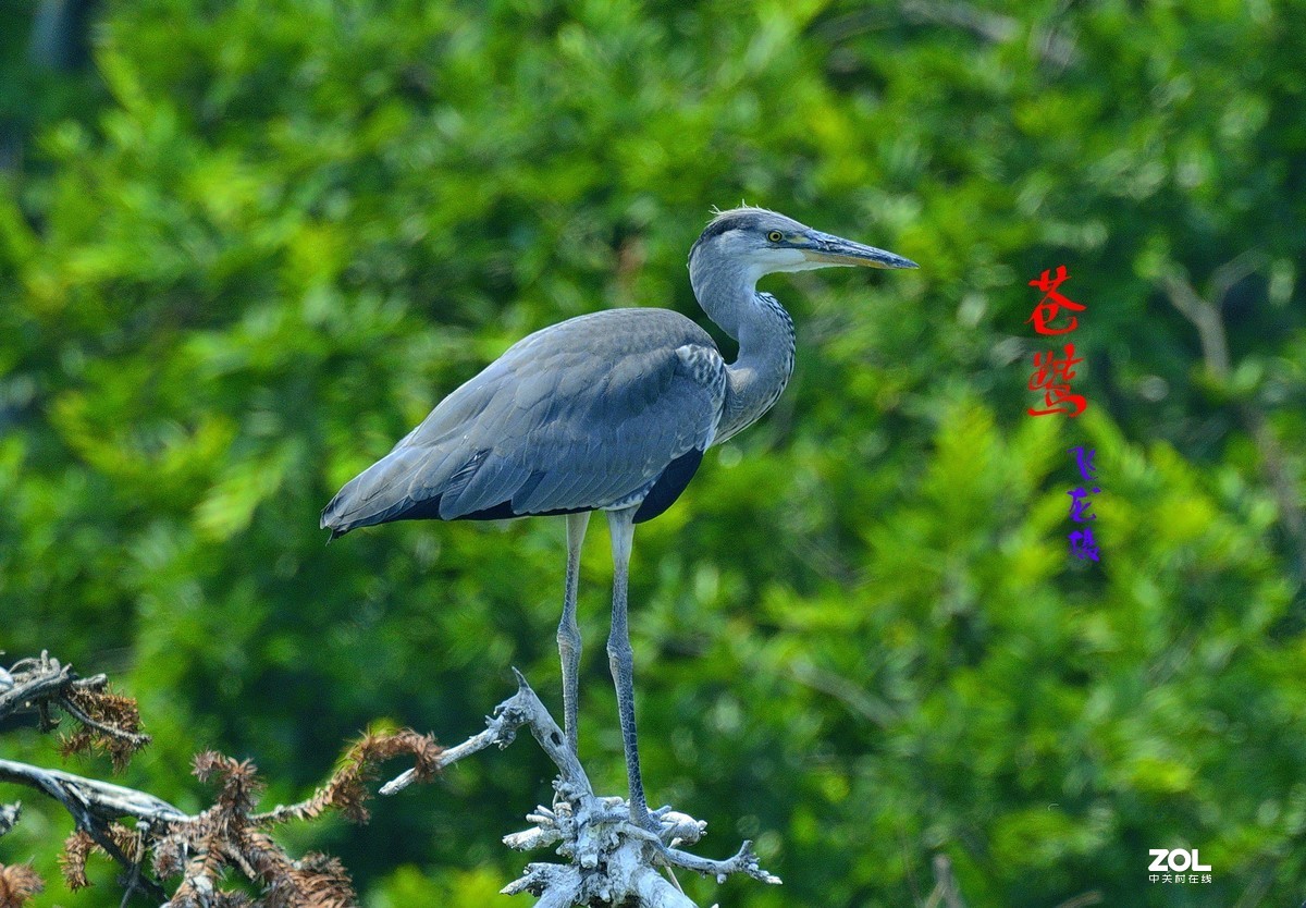 苍鹭(二)-中关村在线摄影论坛