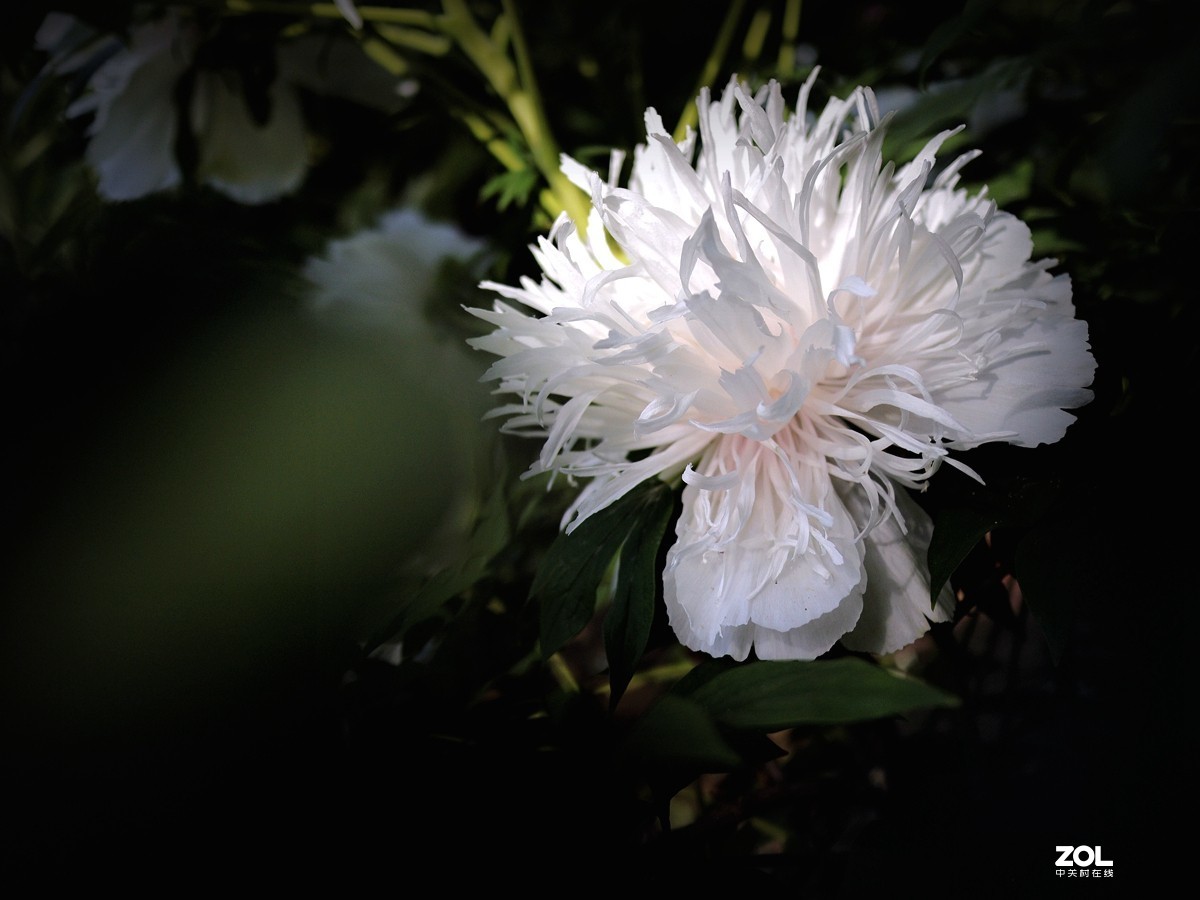 2020 春之景10——白牡丹花（7P），敬请指导！