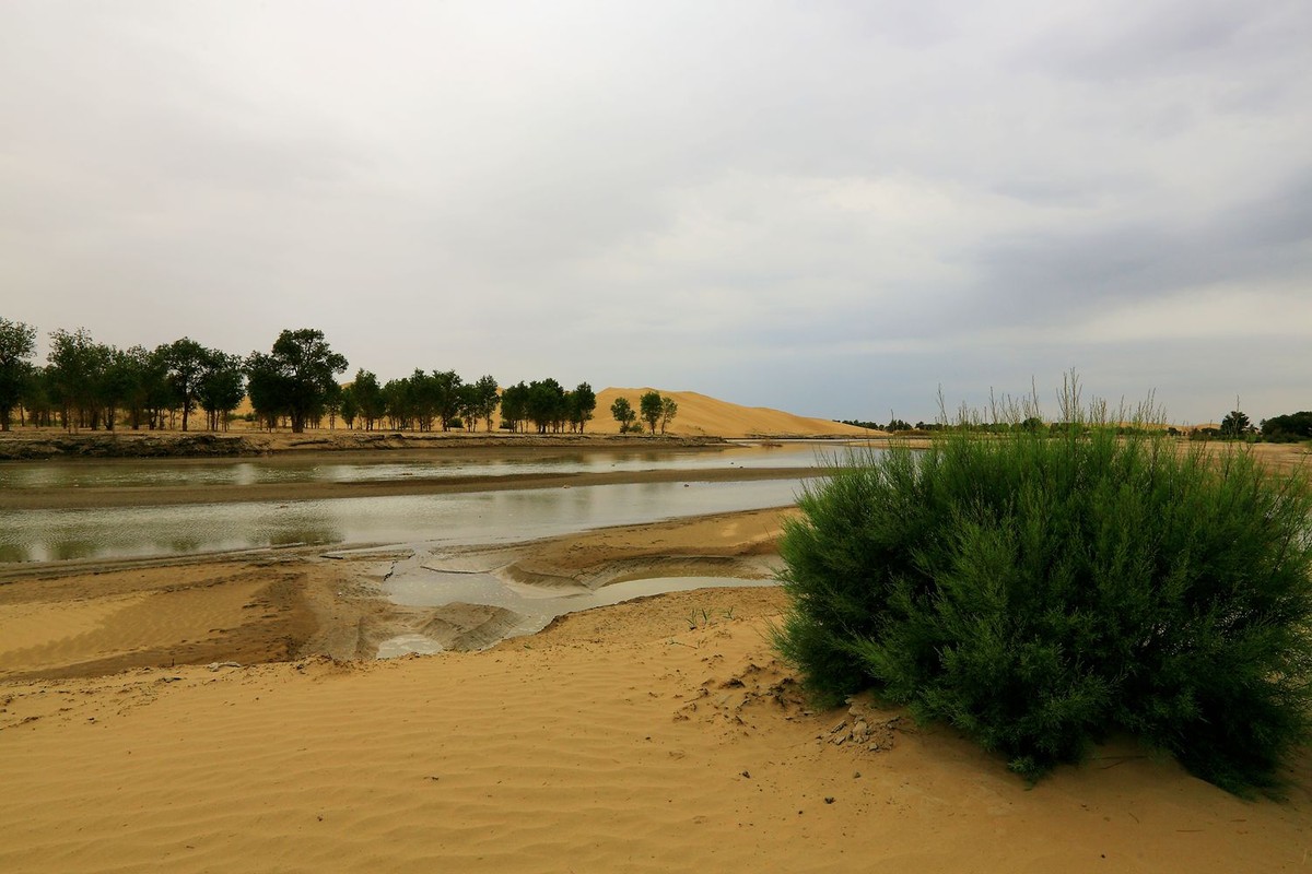 * * 塔 里 木 河 * 生 命 之 河 * 母 亲 之 河 **