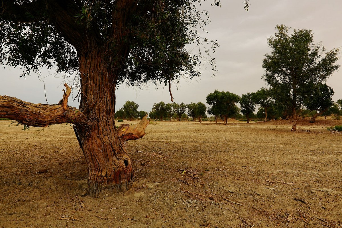 * * 塔 里 木 河 * 生 命 之 河 * 母 亲 之 河 **