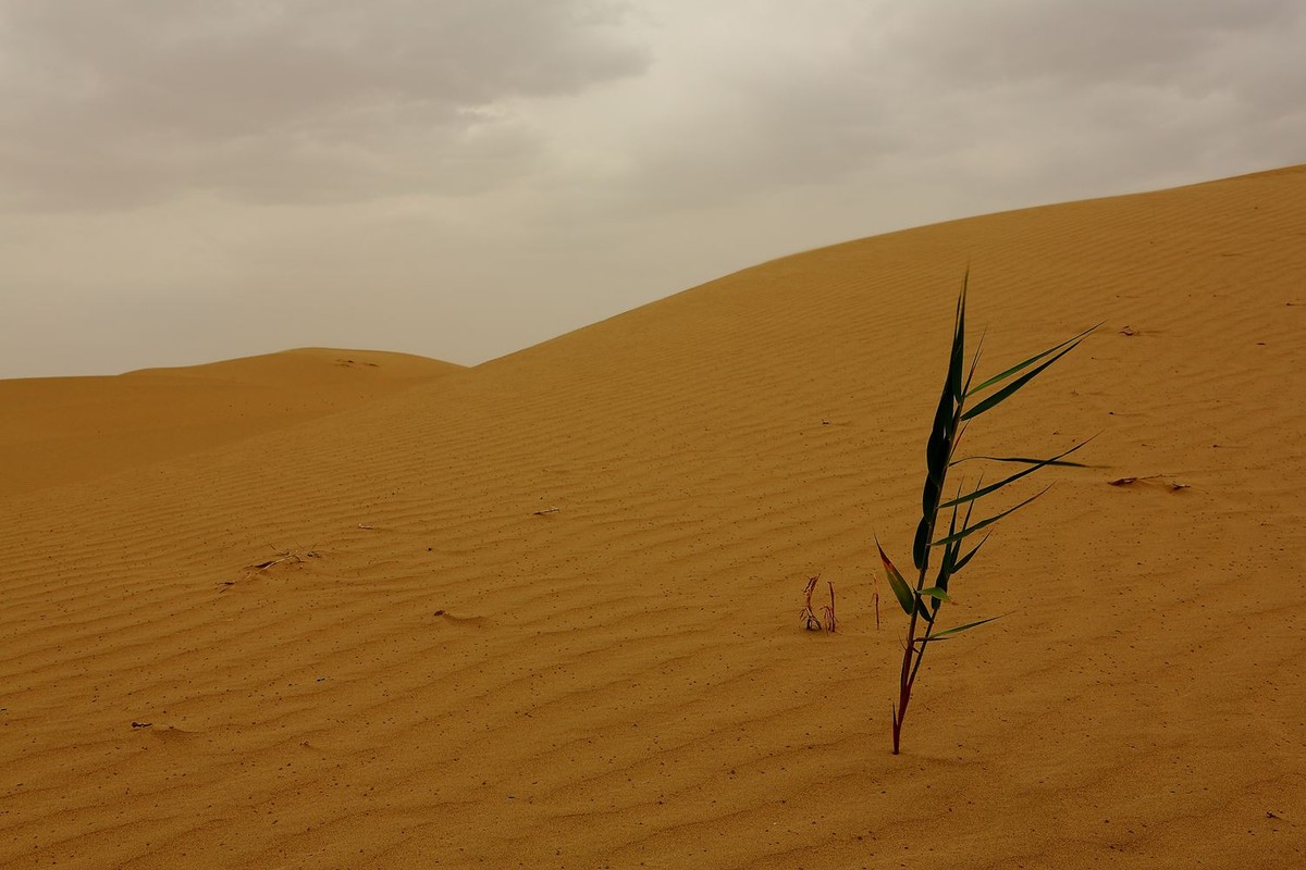 * * 塔 里 木 河 * 生 命 之 河 * 母 亲 之 河 **