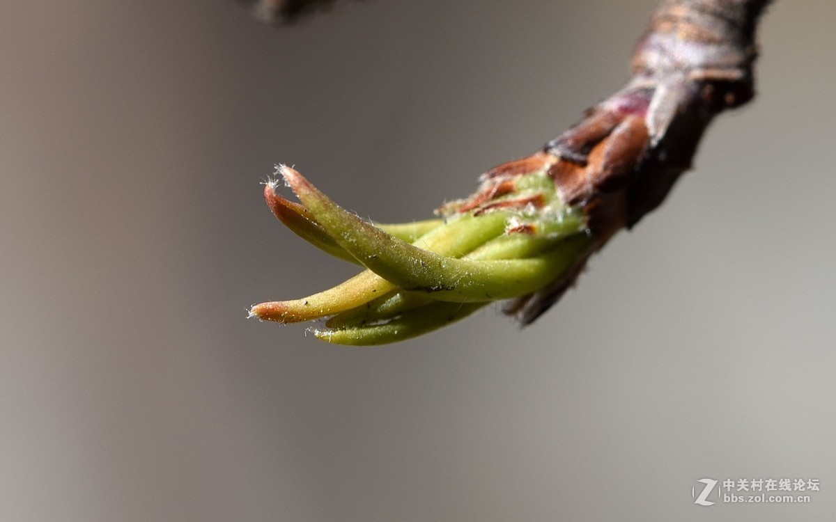 微距  手持  春芽……花芽和叶芽