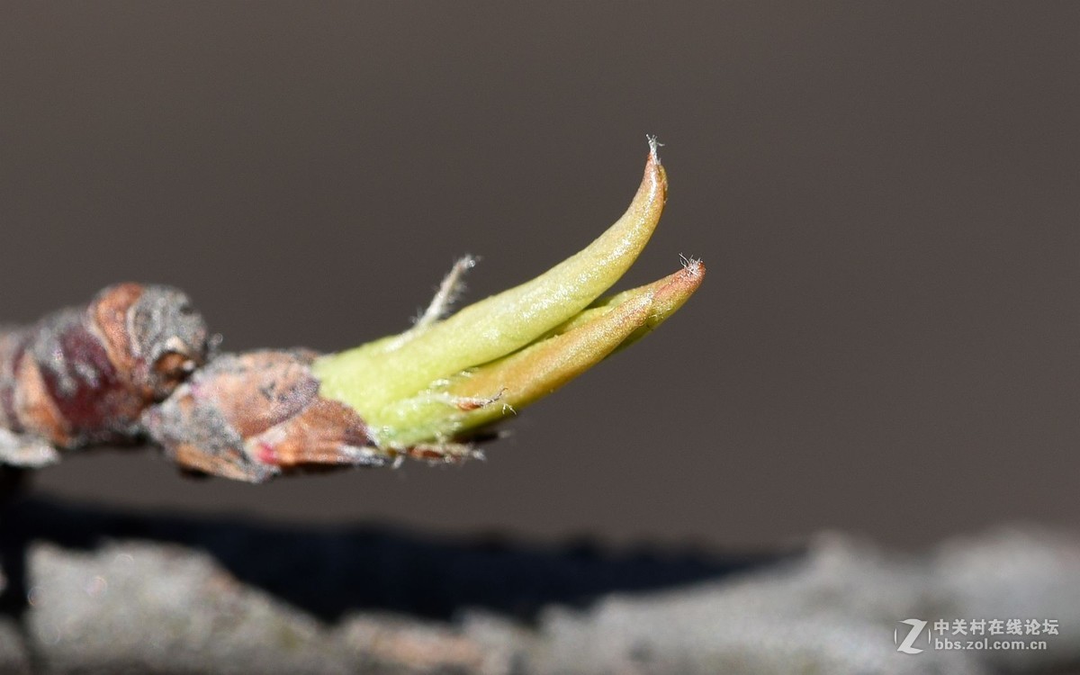 微距  手持  春芽……花芽和叶芽