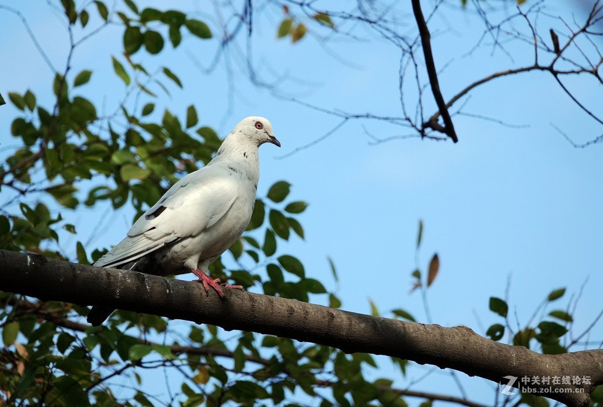 树上的鸽子44