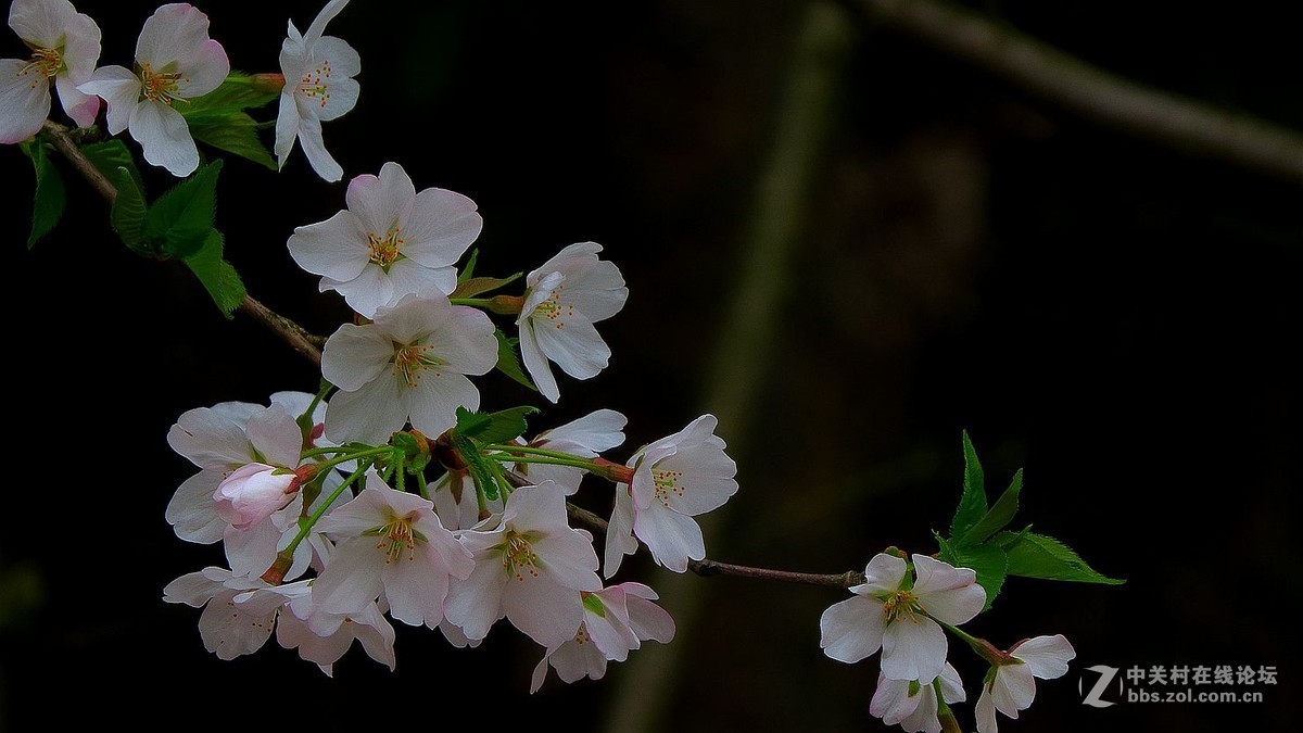 踏青赏花