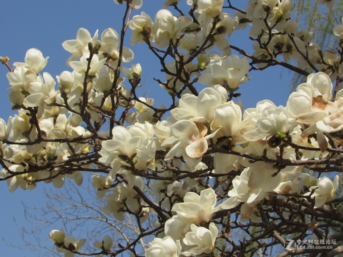 #又是一年春好处#春暖双秀花色美