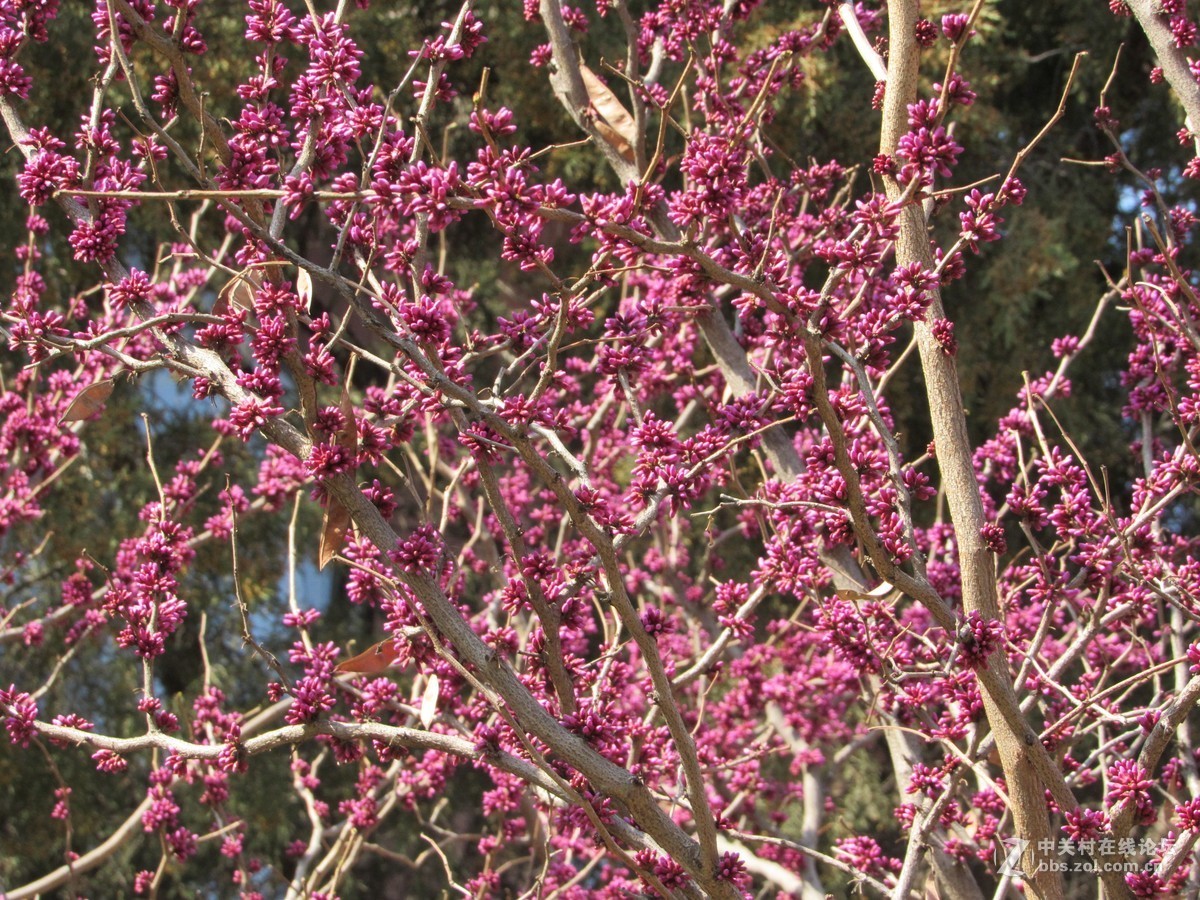 #又是一年春好处#春暖双秀花色美