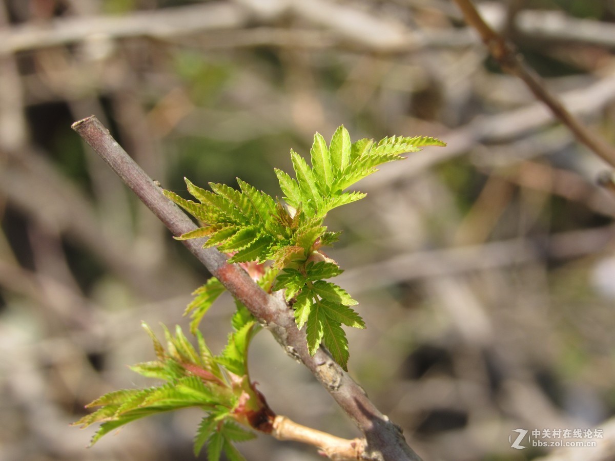 #又是一年春好处#春暖双秀花色美