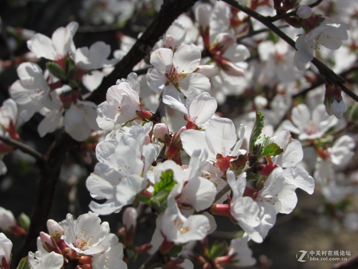 #又是一年春好处#春暖双秀花色美