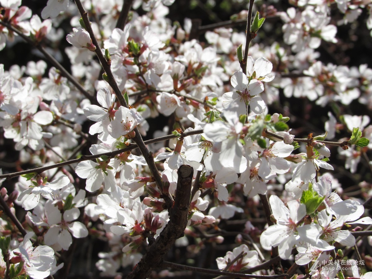 #又是一年春好处#春暖双秀花色美