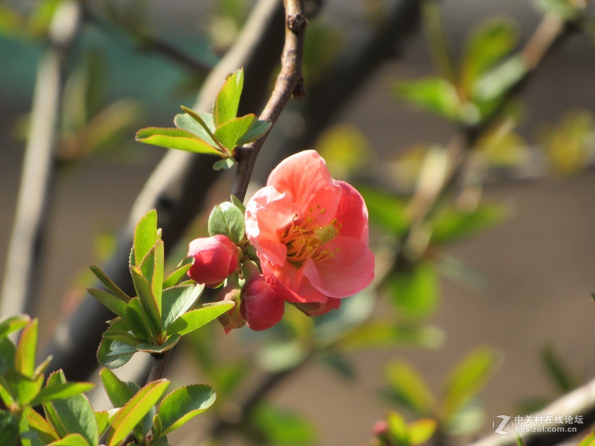 #又是一年春好处#春暖双秀花色美