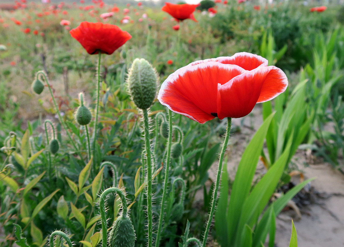 #版主坐堂#2015年4月份《承德》优秀作品选辑