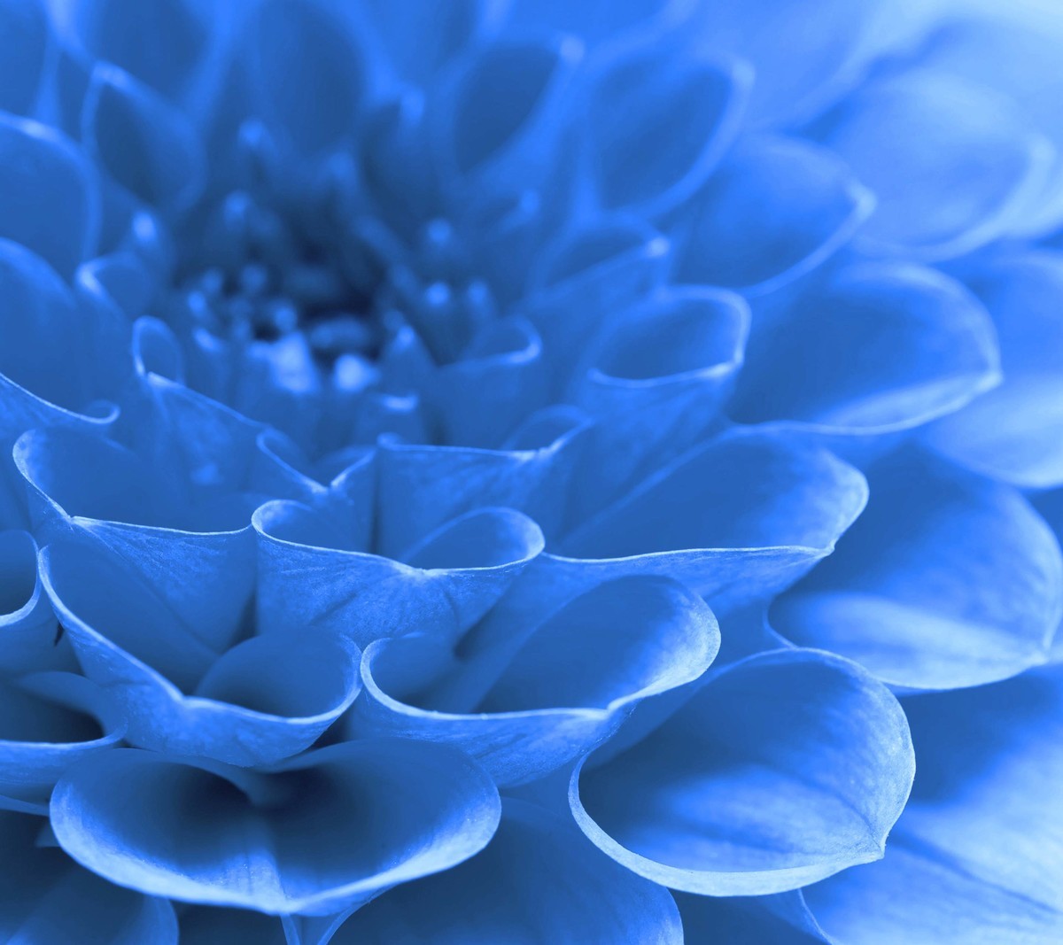 【hola桌面】花开的声音壁纸~2880x2560