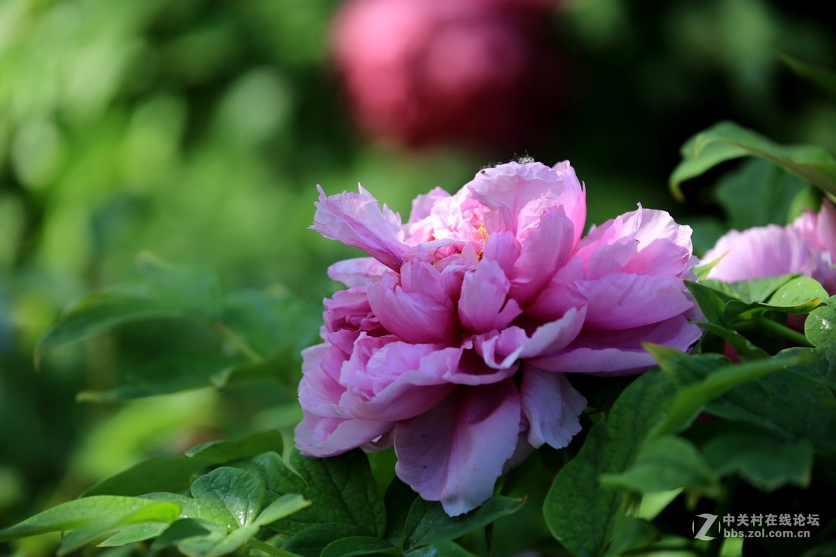 #版主坐堂#2015年4月份《承德》优秀作品选辑