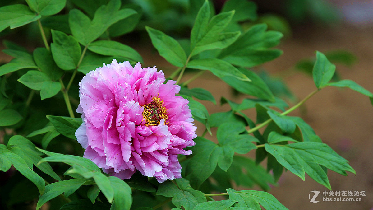 #版主坐堂#2015年4月份《承德》优秀作品选辑