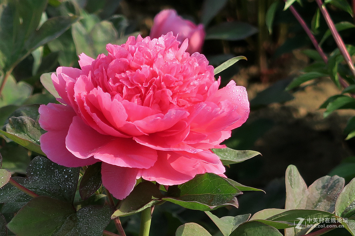 #版主坐堂#2015年4月份《承德》优秀作品选辑