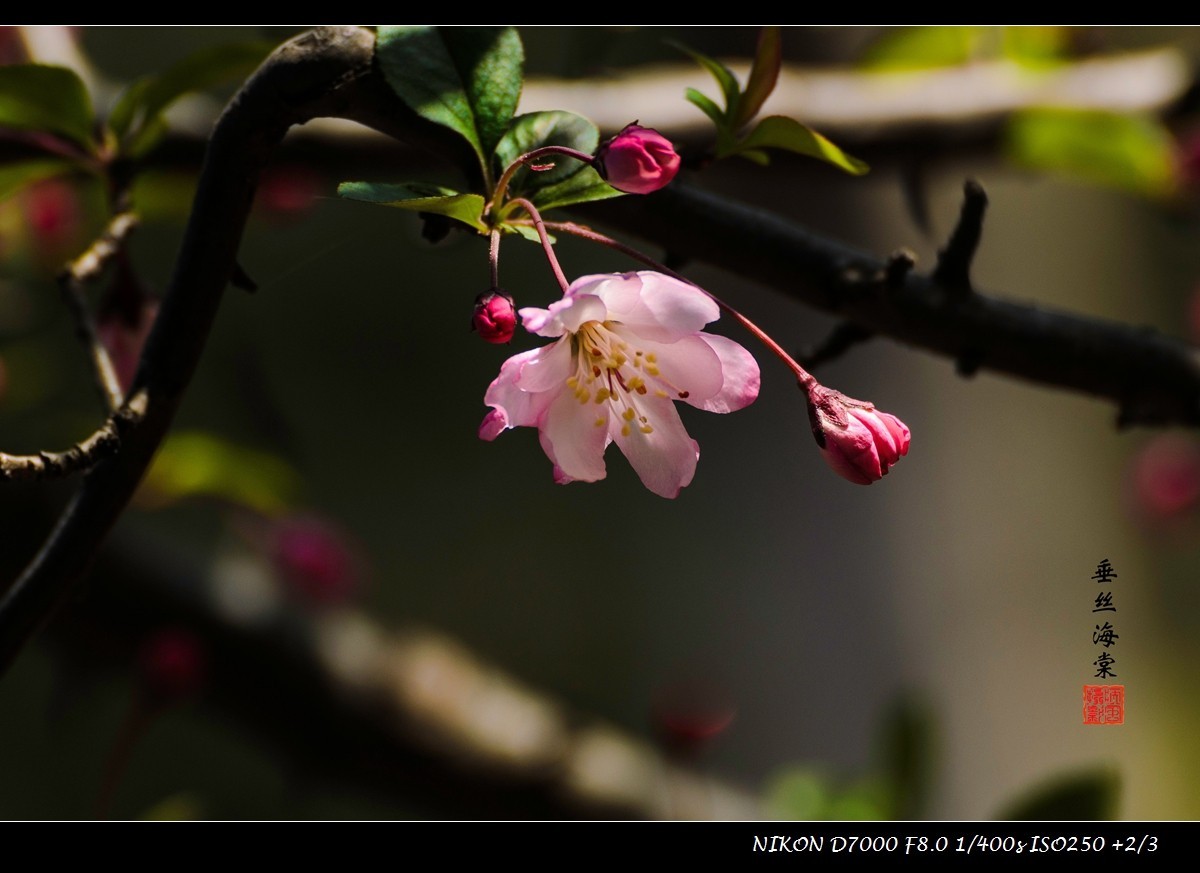 #版主坐堂#2015年4月份《承德》优秀作品选辑