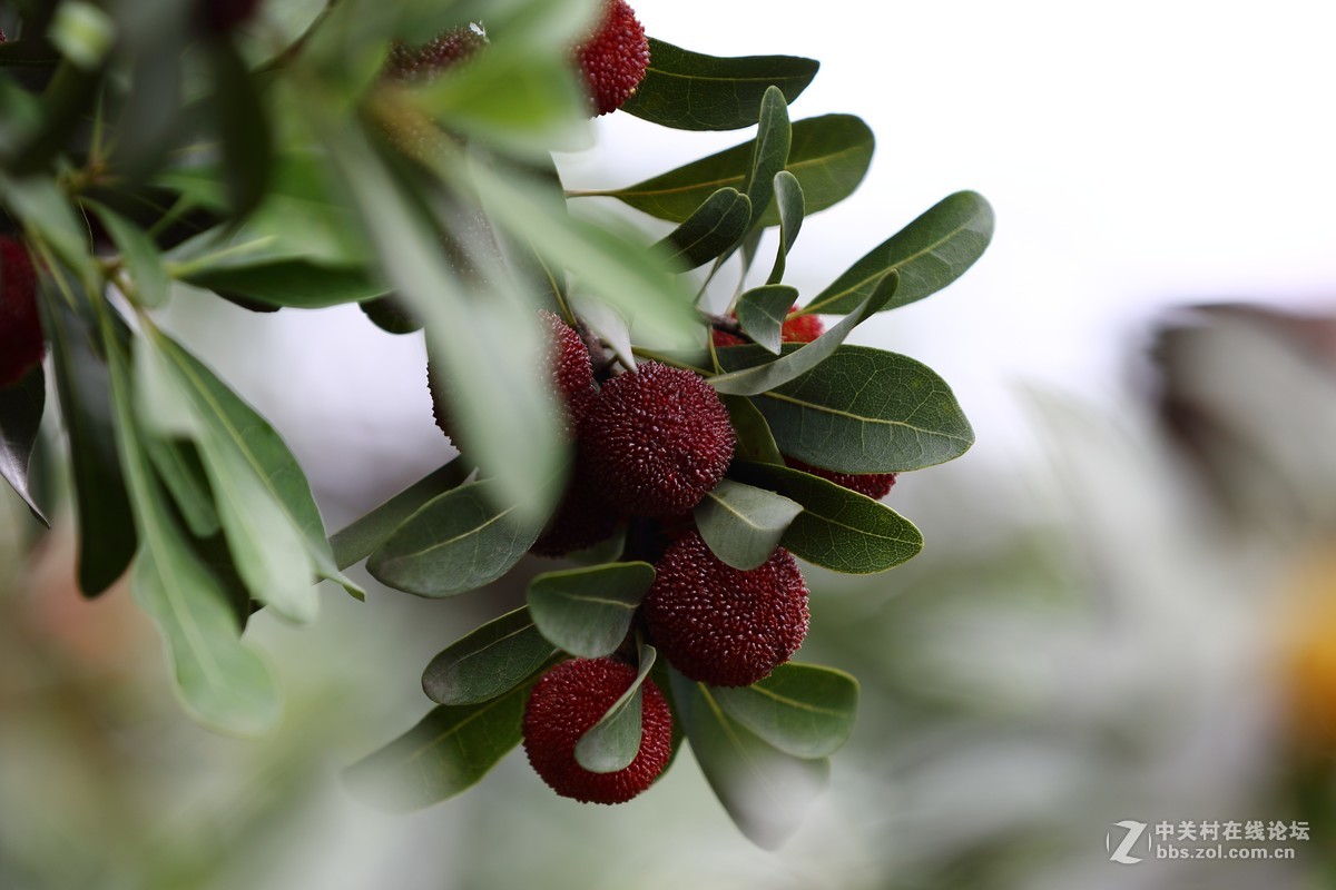 家乡的杨梅熟了～