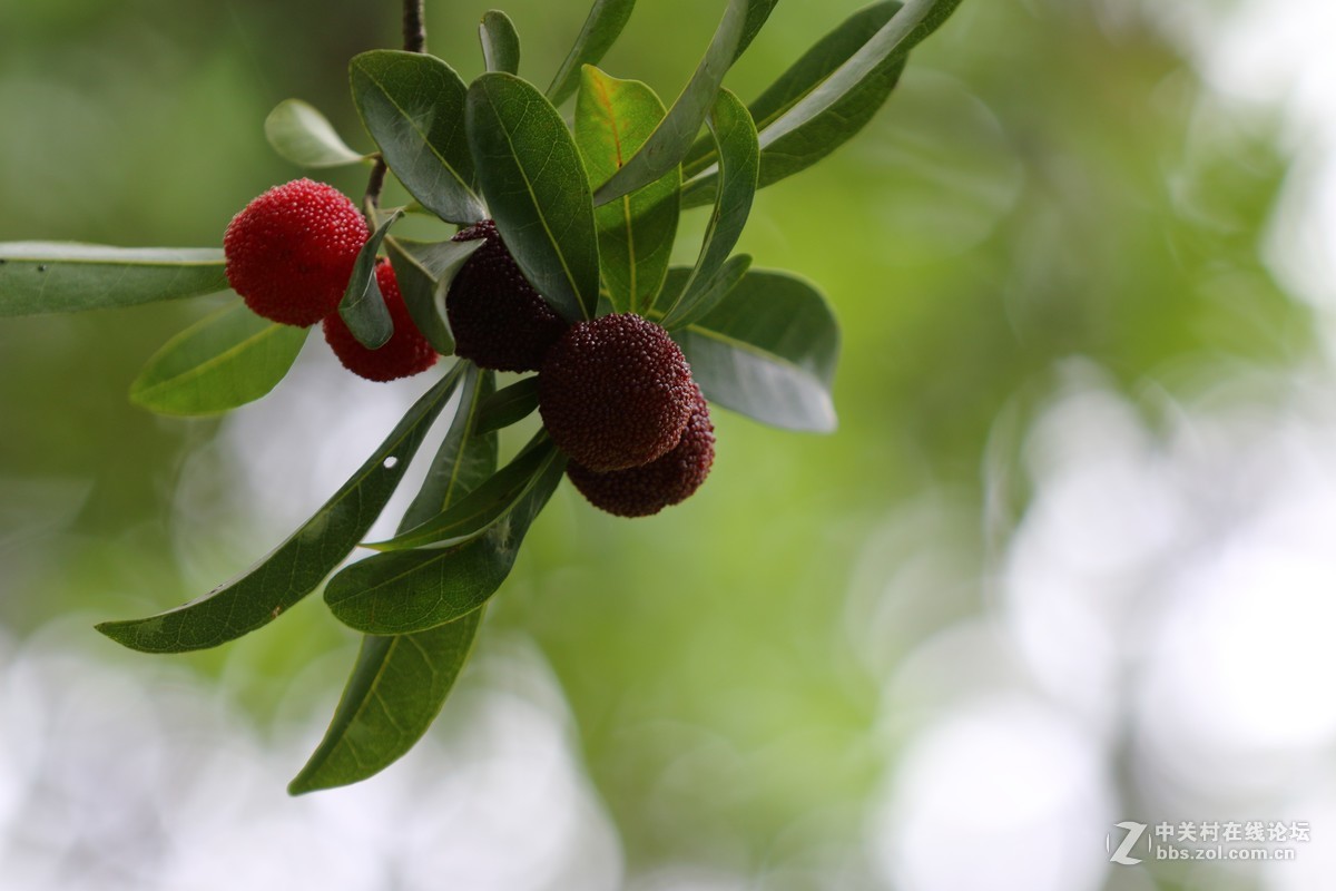 家乡的杨梅熟了～