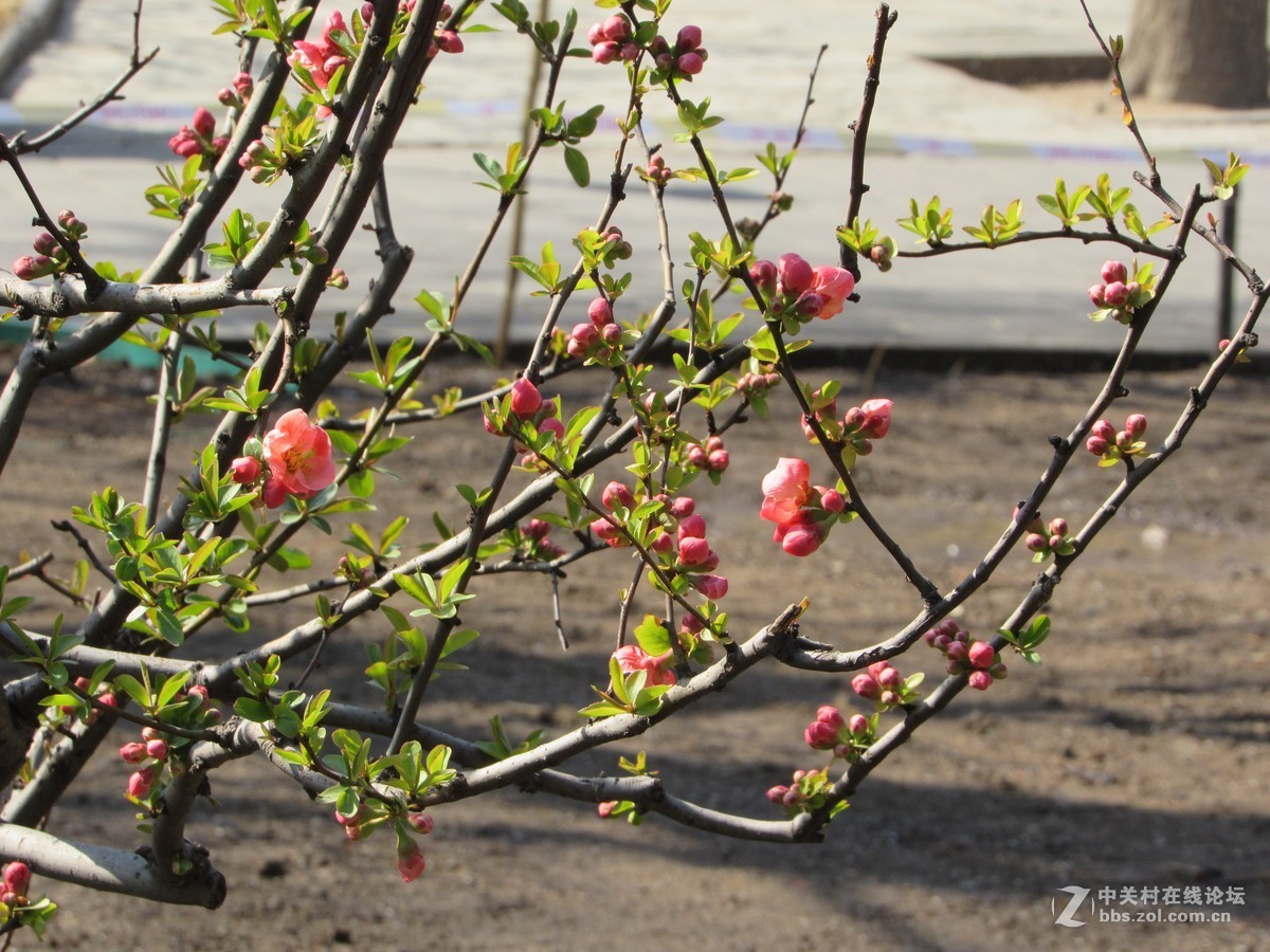 #又是一年春好处#春暖双秀花色美